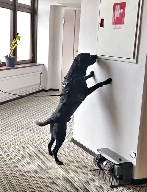 Specialsökhunden Frey genomför ett sök på hotell