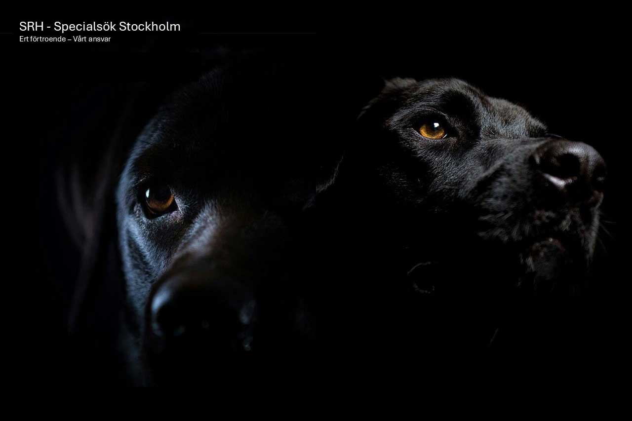 Anlita narkotikasökhund